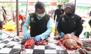 Pengecekkan Post Mortem Cacing Hati Pada Hewan Kurban
