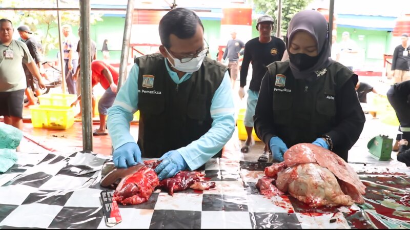 Pengecekkan Post Mortem Cacing Hati Pada Hewan Kurban